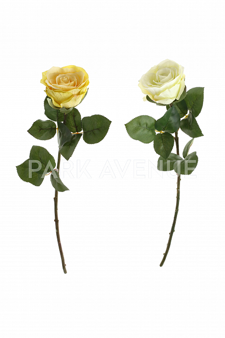 Роза Rex 2 вида